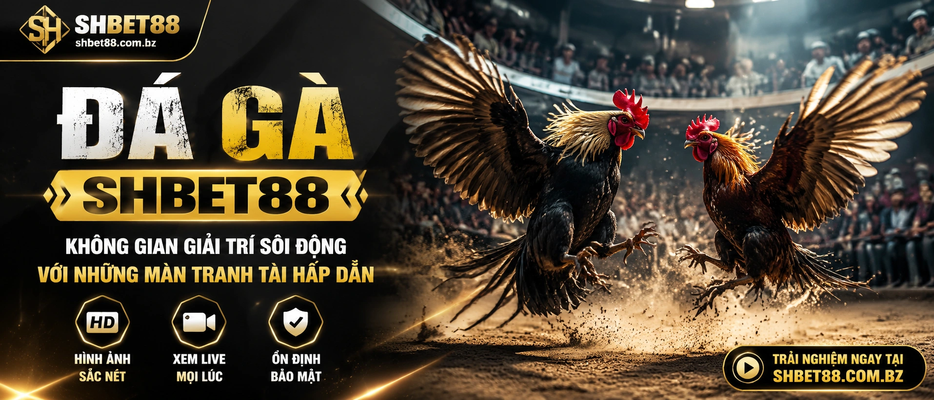 Đá Gà Trực Tiếp hiển thị trên SHBET88